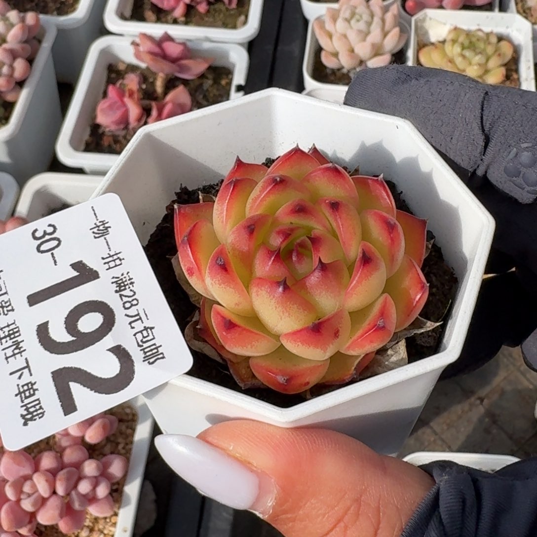 月亮石无盆土发货无盆