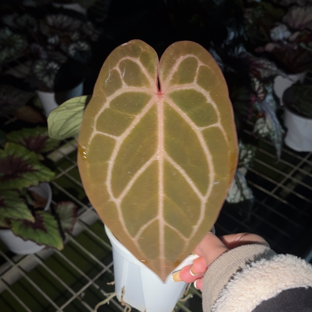 不开花植物红水晶杂贝斯56