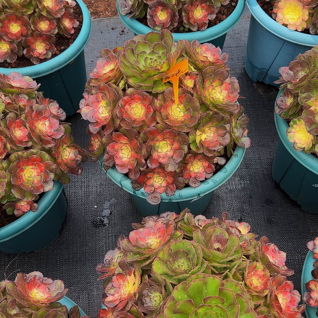 君***恋11111111111111111