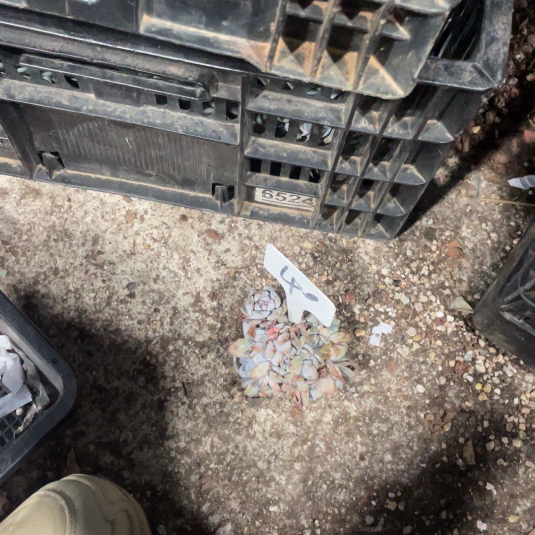 君***星影缀化多头群生40