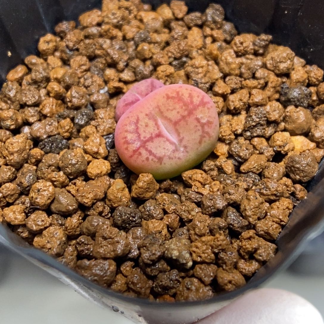 多肉植物肉锥杂交K-802 福利