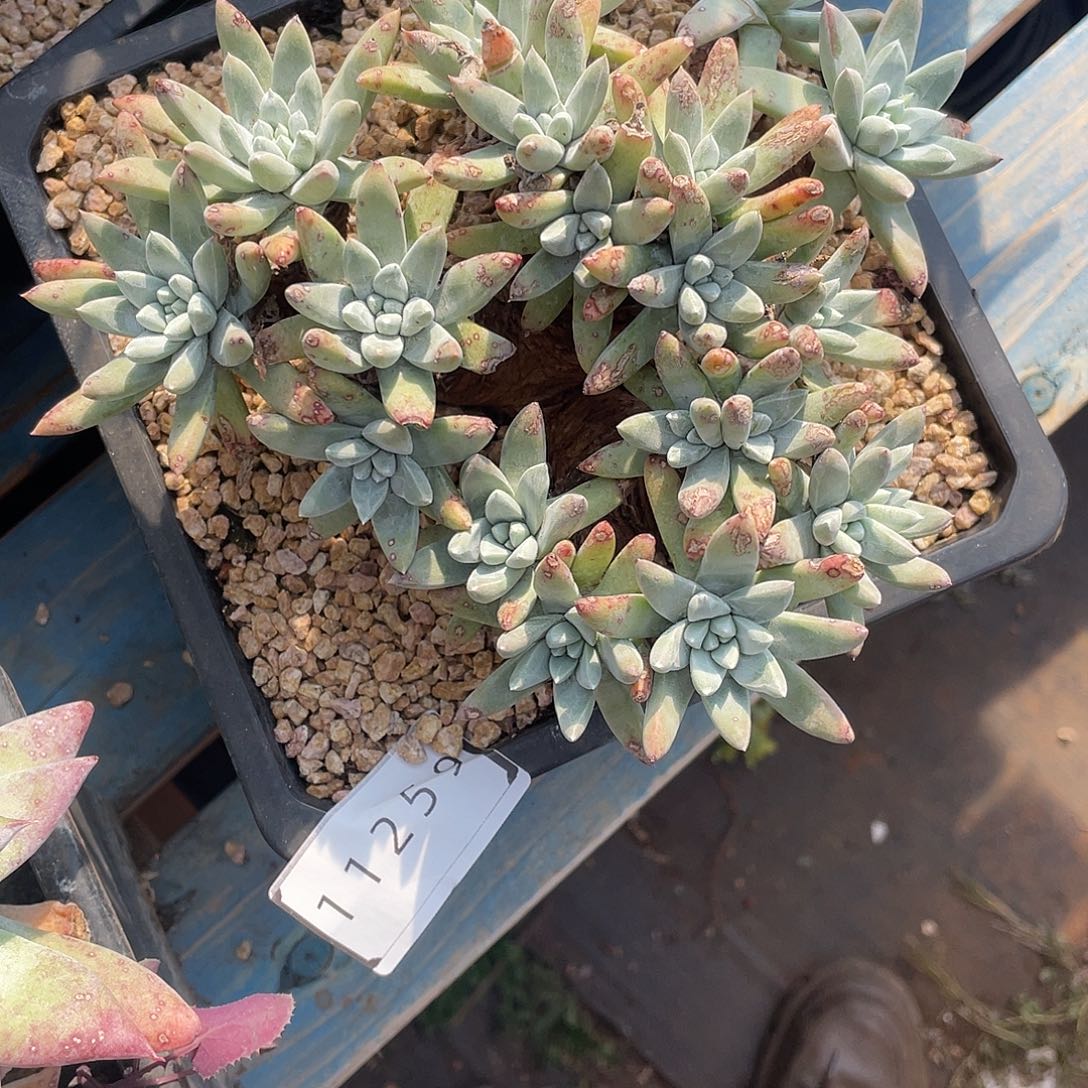 平**安痘痘多头老桩11259