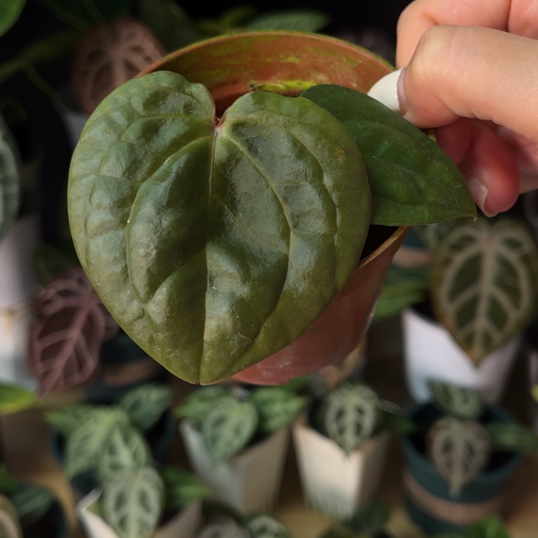 无花朵紫水晶杂奢华854