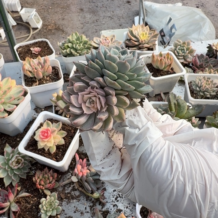 杂交锦多肉植物一物一拍