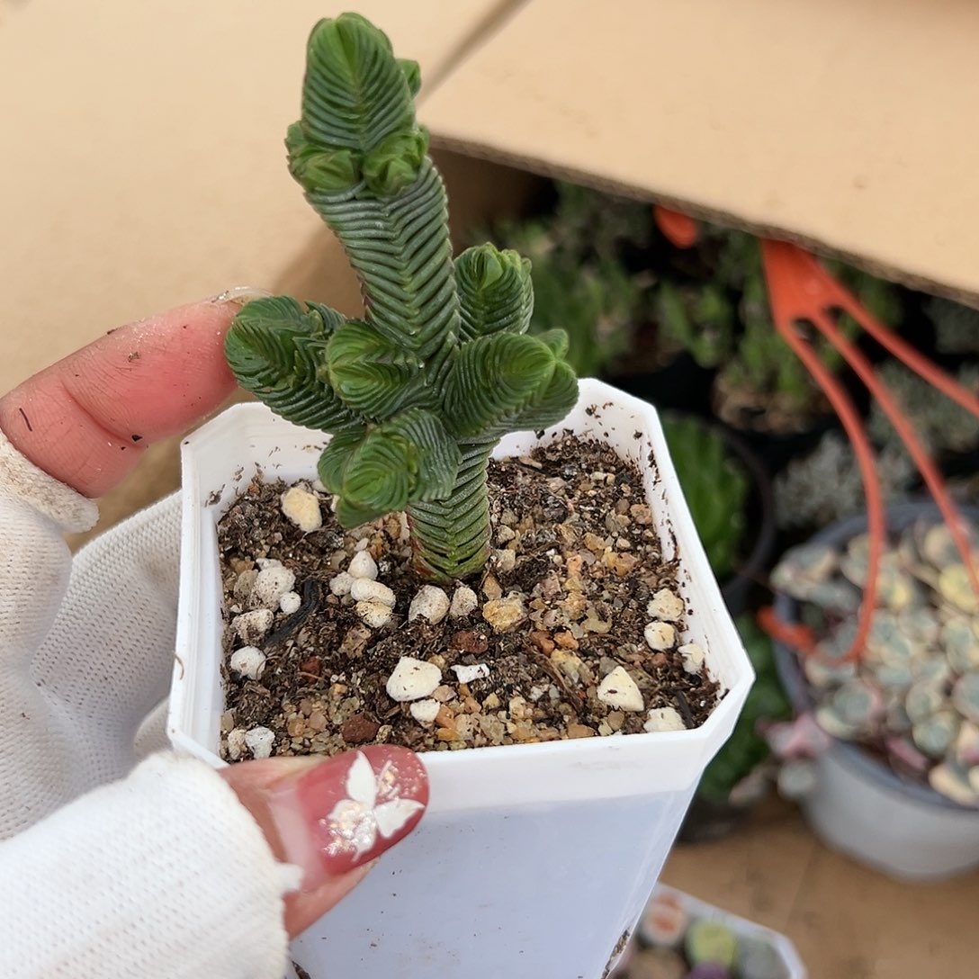 多肉植物多肉植物