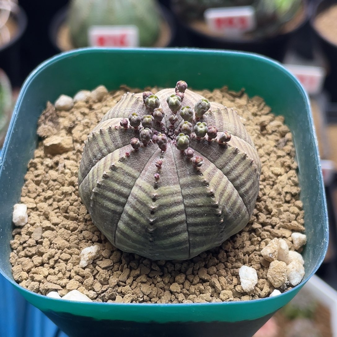 实生龟甲黄金体布纹球仙人球