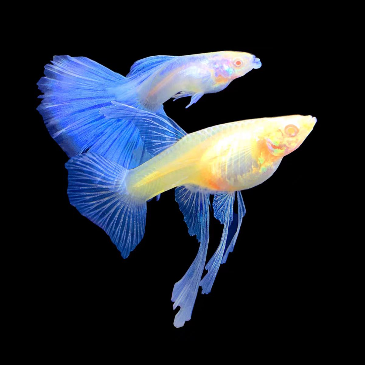 精品蓝白大C孔雀鱼