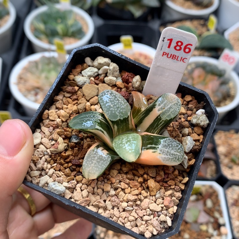 【闪购商品】186点点