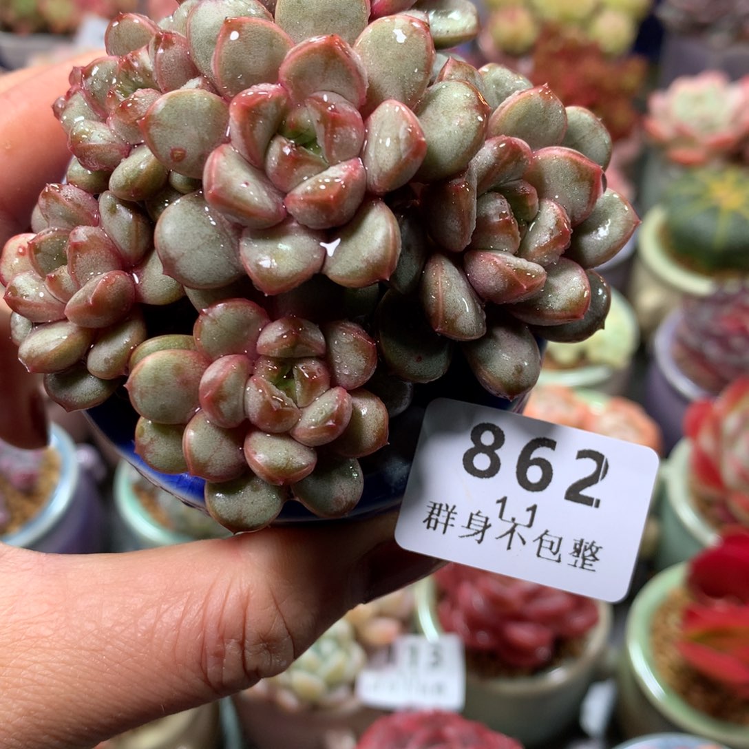 精控拇指盆1.1862