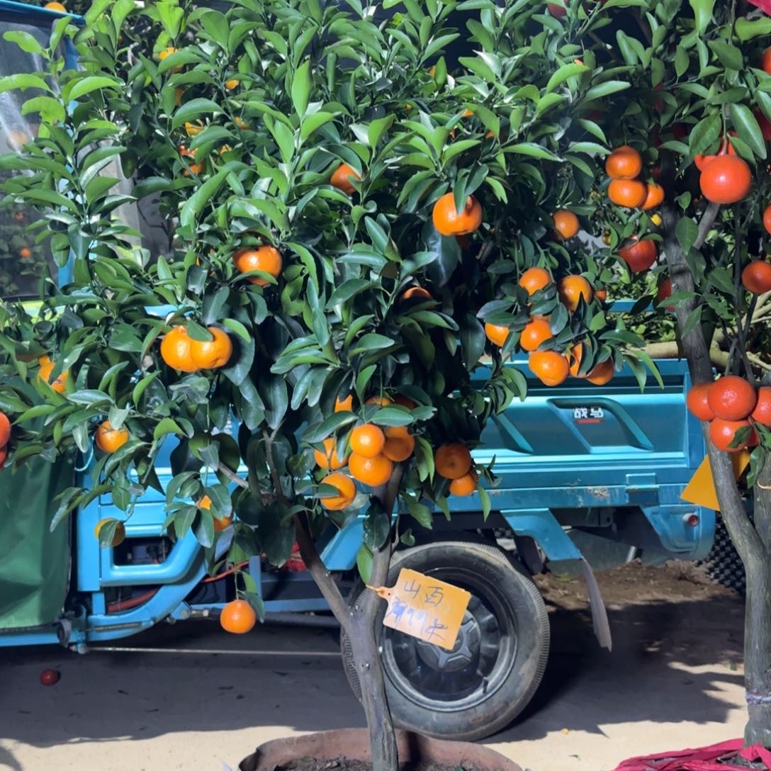 完全开放四会砂糖桔