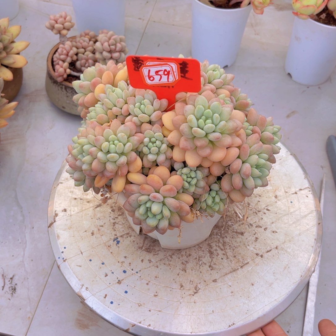 鱼子酱659多肉植物