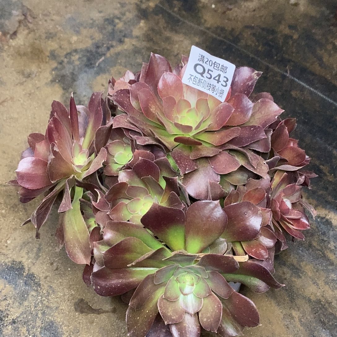 543雅典娜多肉法师锦