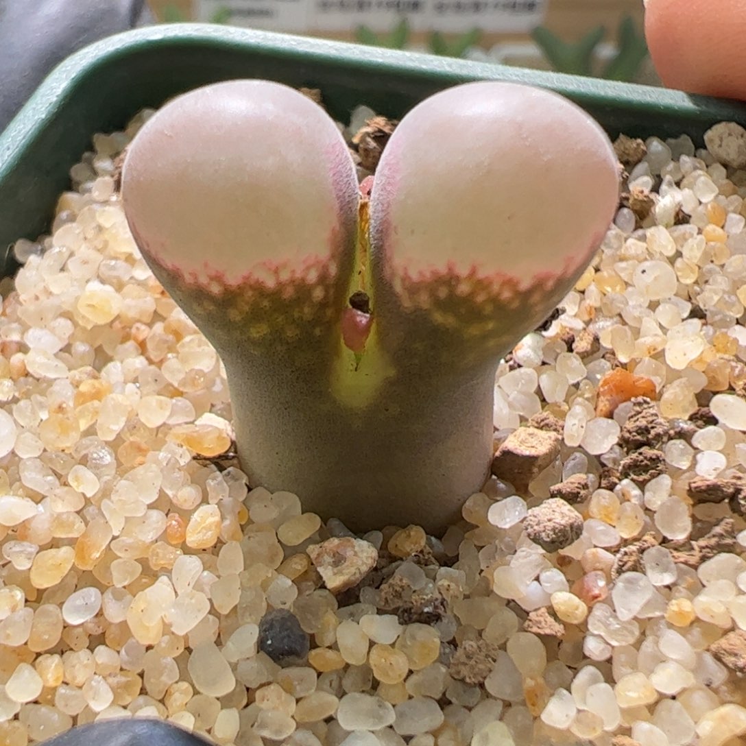 Se五年肯哈德一颗838。 