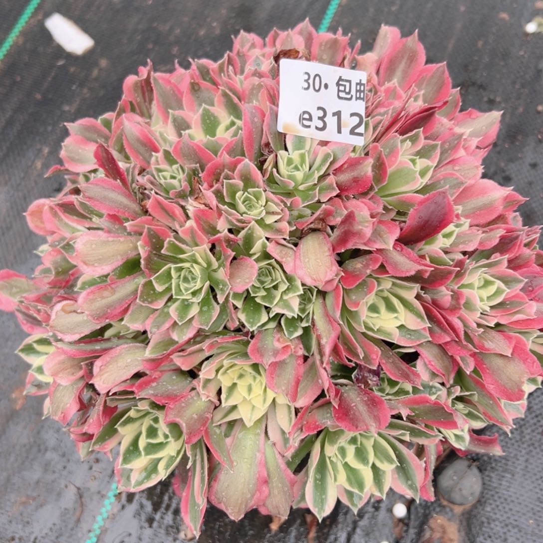 312白凤多肉法师