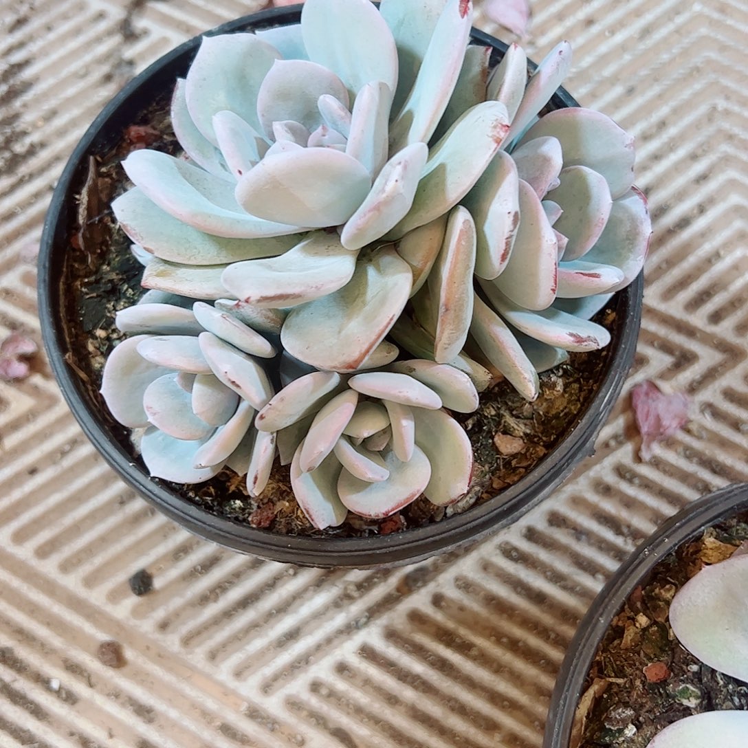 奶茶4头，多肉植物