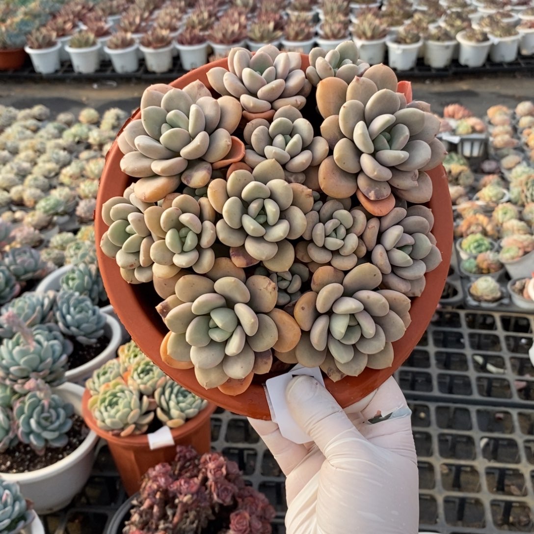 417不知名一物一拍