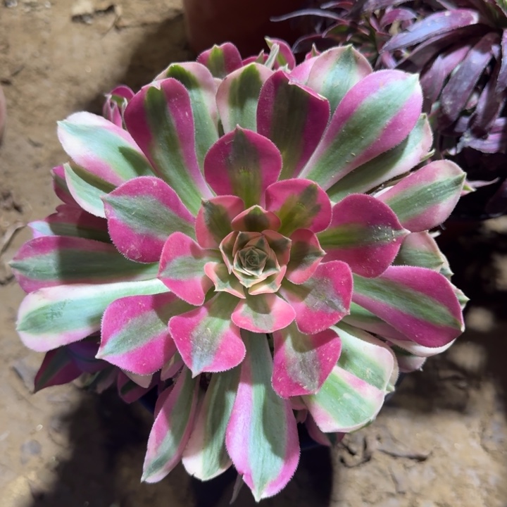 粉女巫9.9周正。   