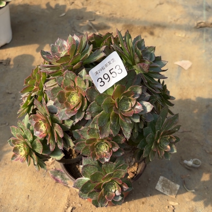 万黄锦多肉法师3953