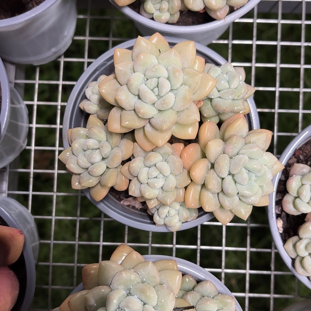 泡泡糖中群老桩12㎝盆参考