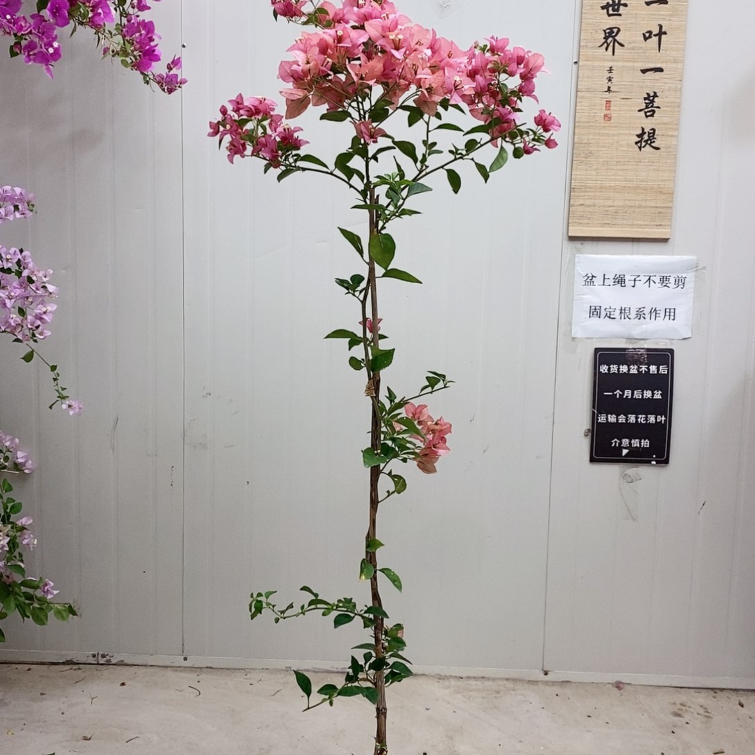 大部分花苞少量开放