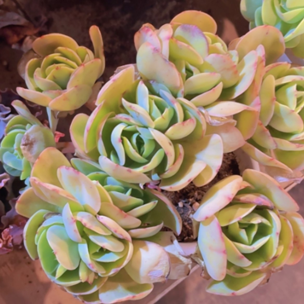 【闪购商品】碧桃25357