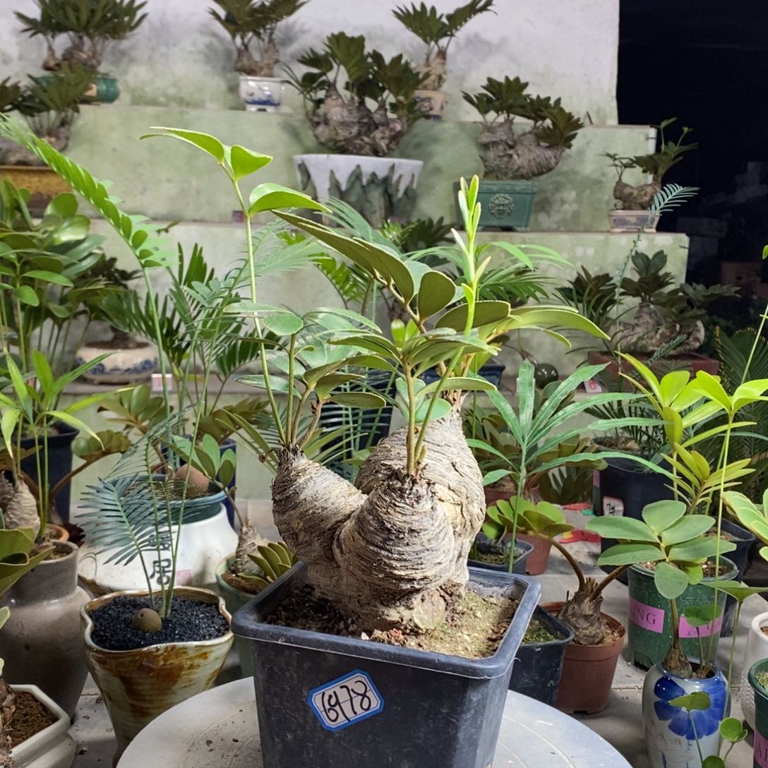 神***号完全开放墨西哥6978