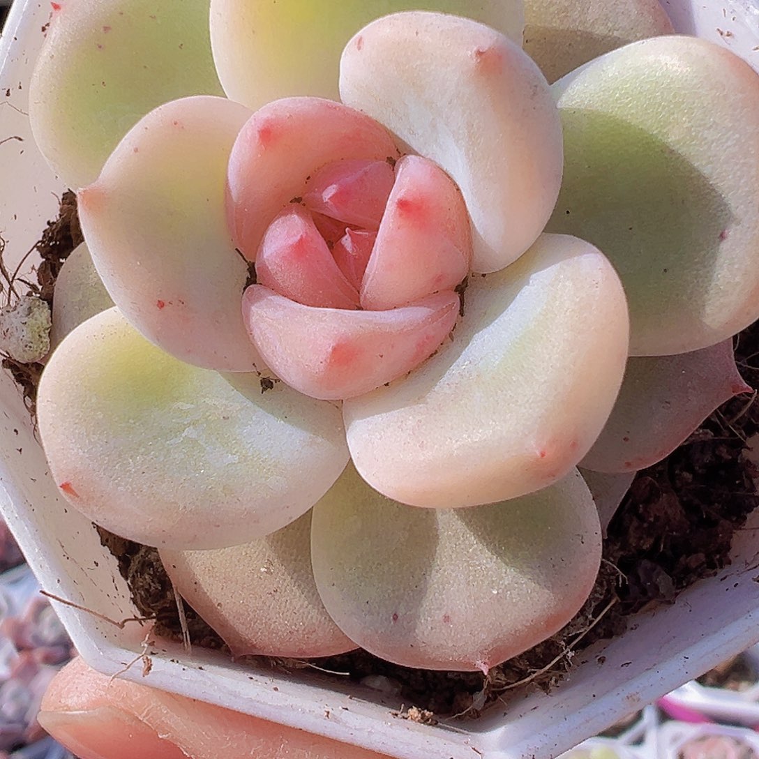 安娜珍妮19包邮多肉