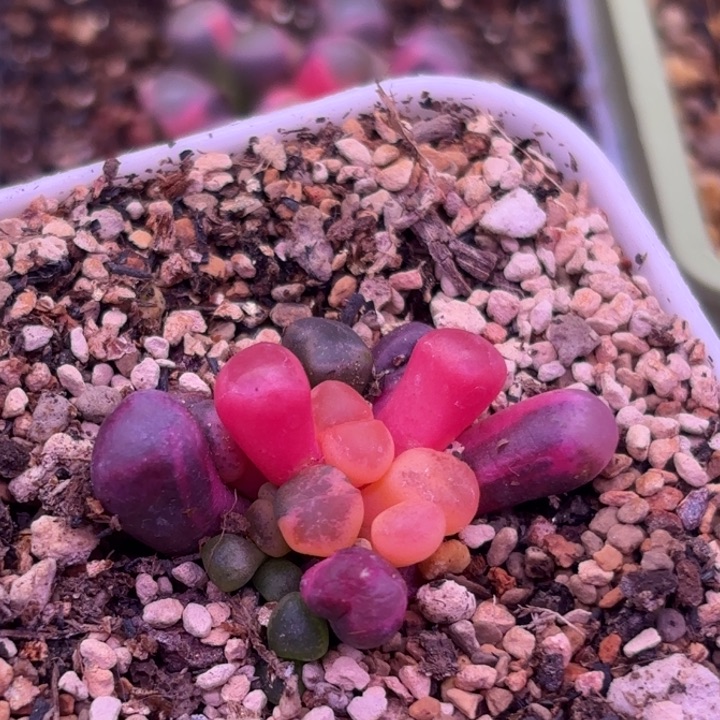 72号五十铃玉锦多肉植物锦一物一拍