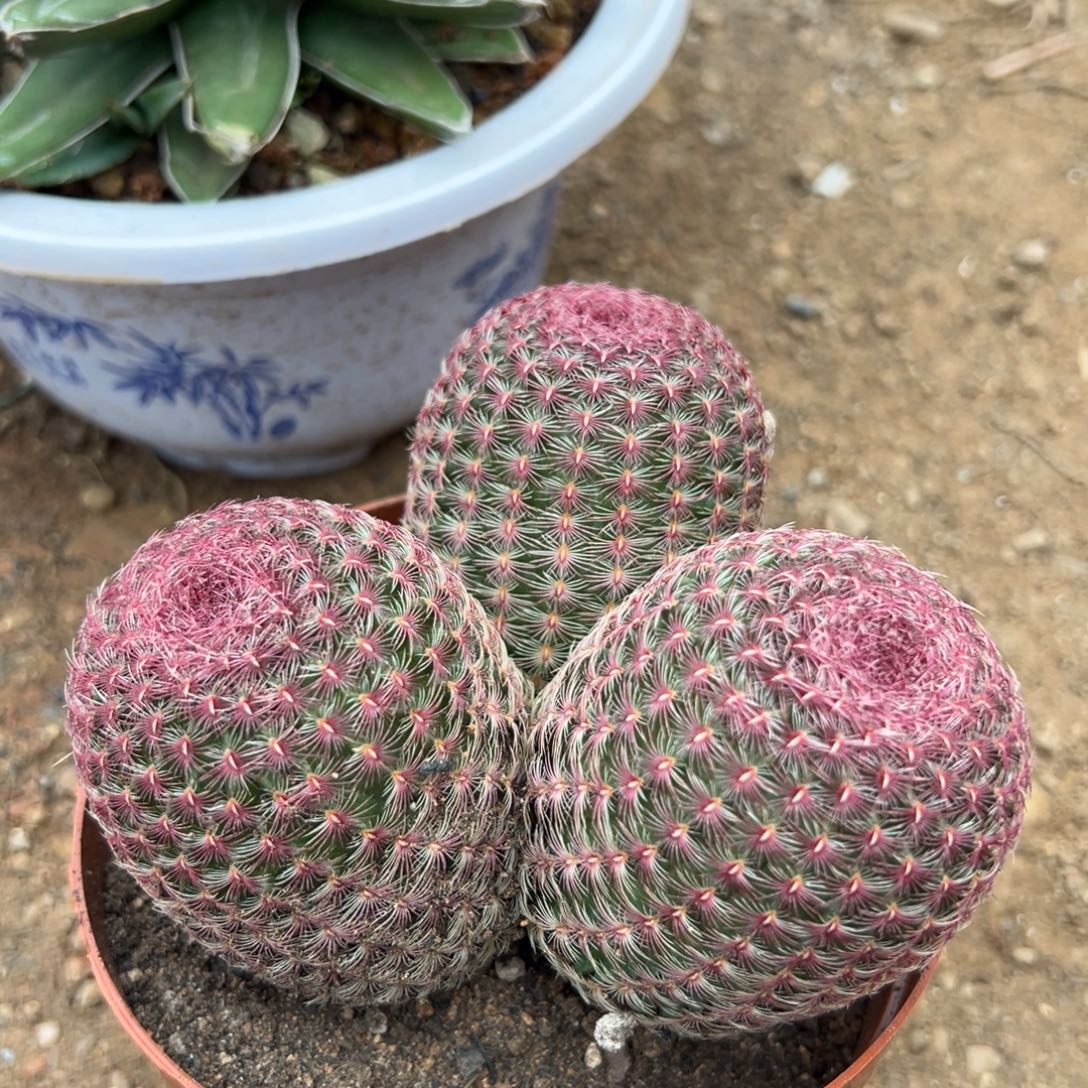 橙***乐零零落落 零零落落