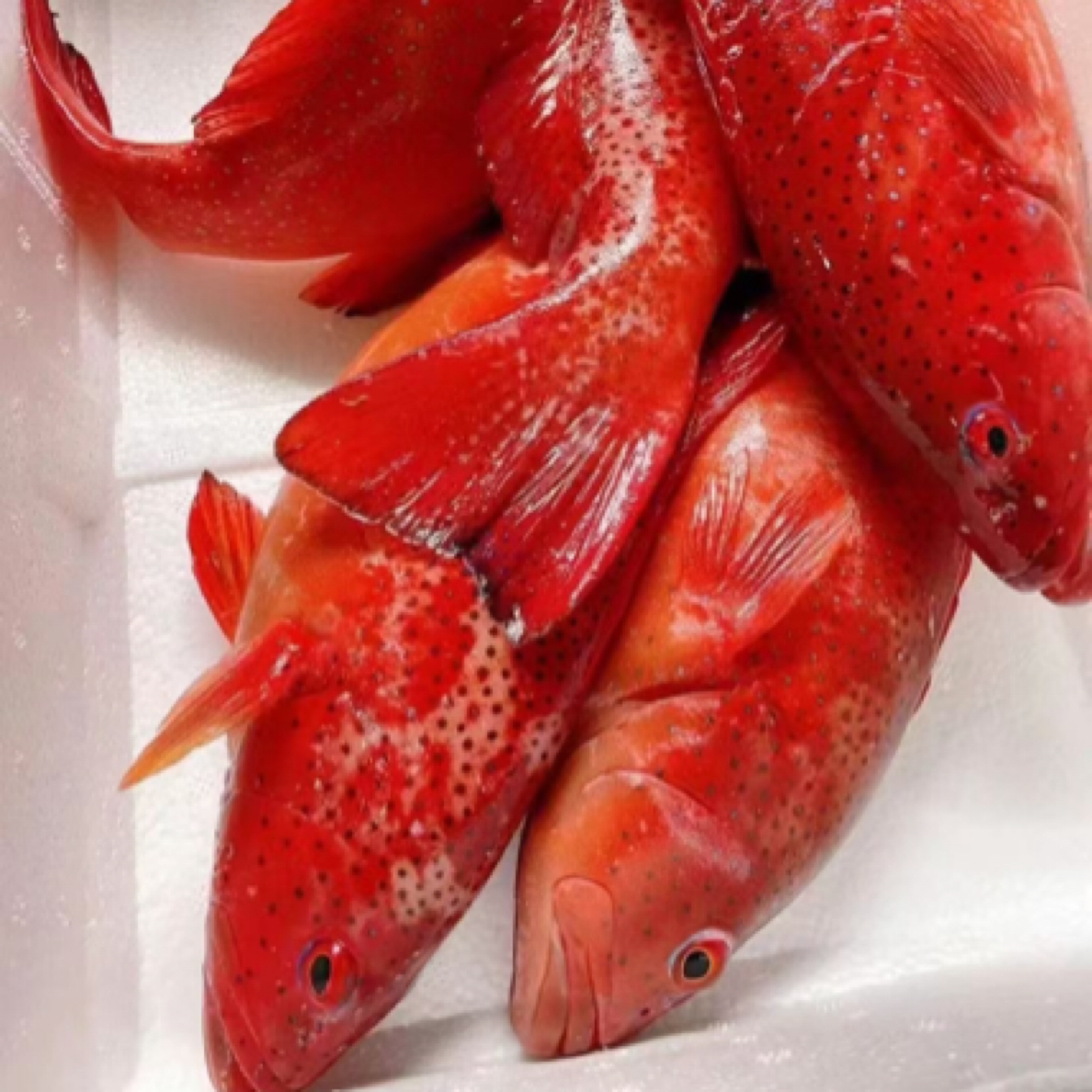 海钓东星斑一条3斤