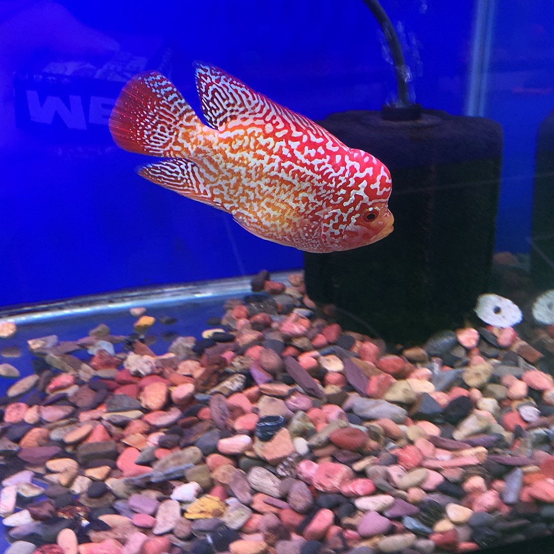 罗汉鱼77767666666