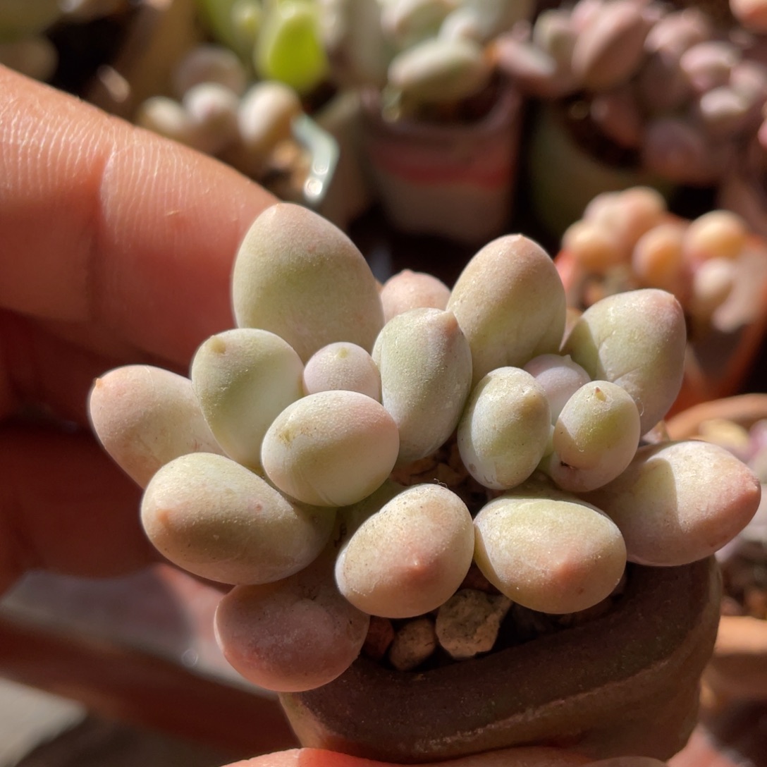 日系樱花乃双头的