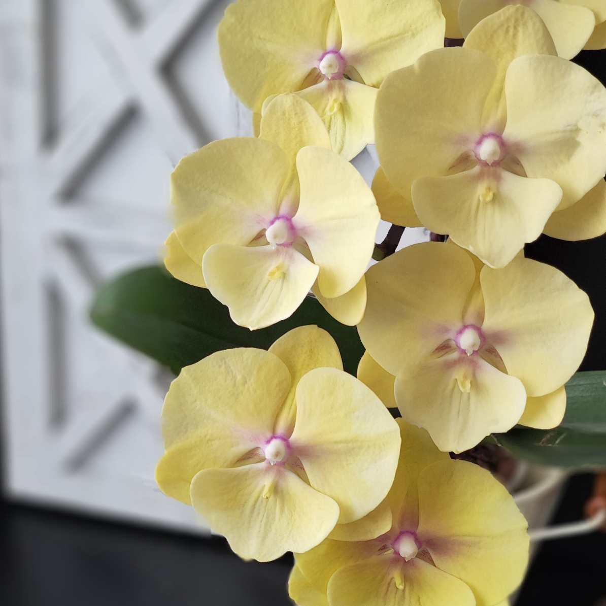 植得【3.0寸Ch2143美娇娃】蝴蝶兰带侧枝带花带花苞