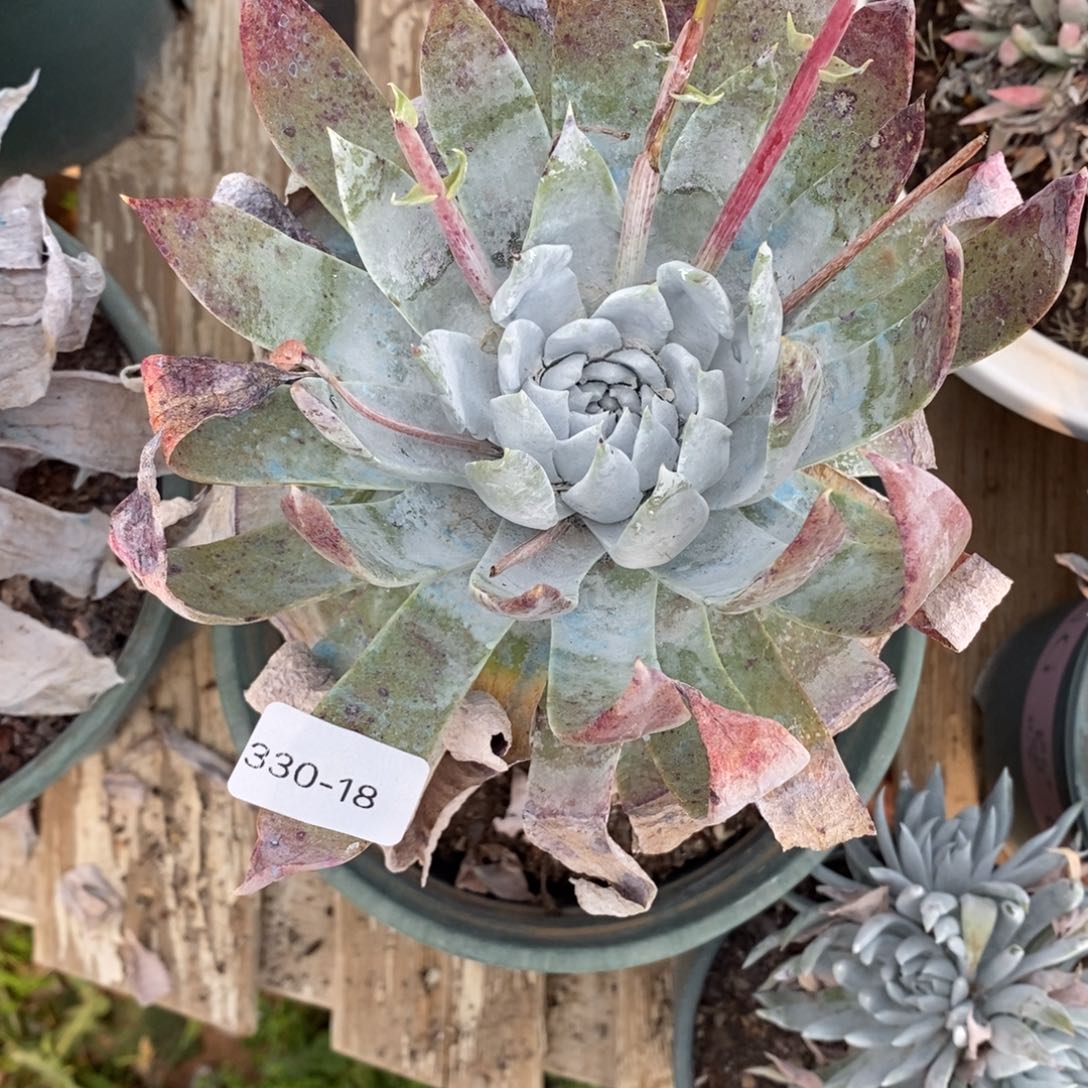 月*18号雪山福利啦啦