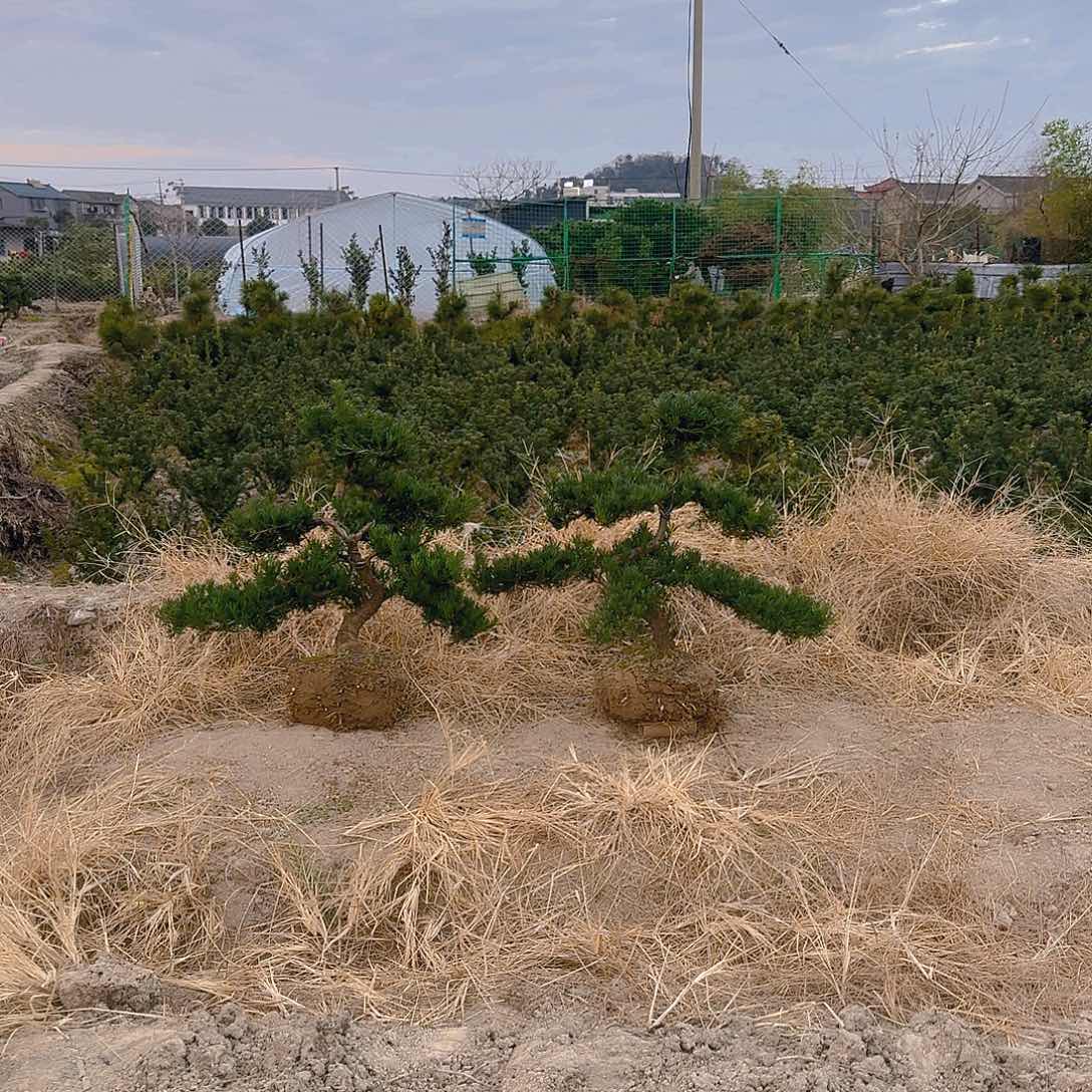 罗汉松盆景艺术欧**窗