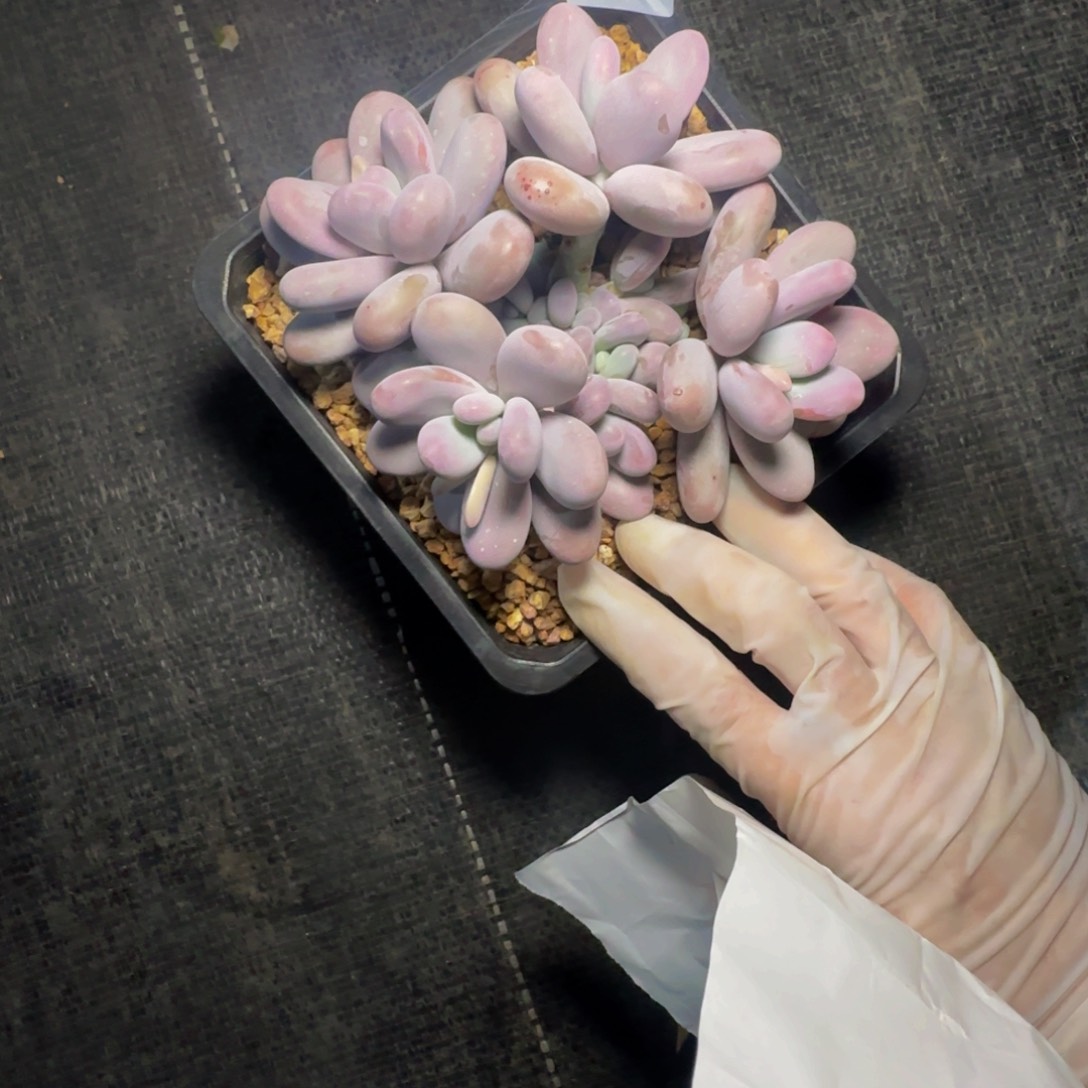 a a a a a a a a a 97