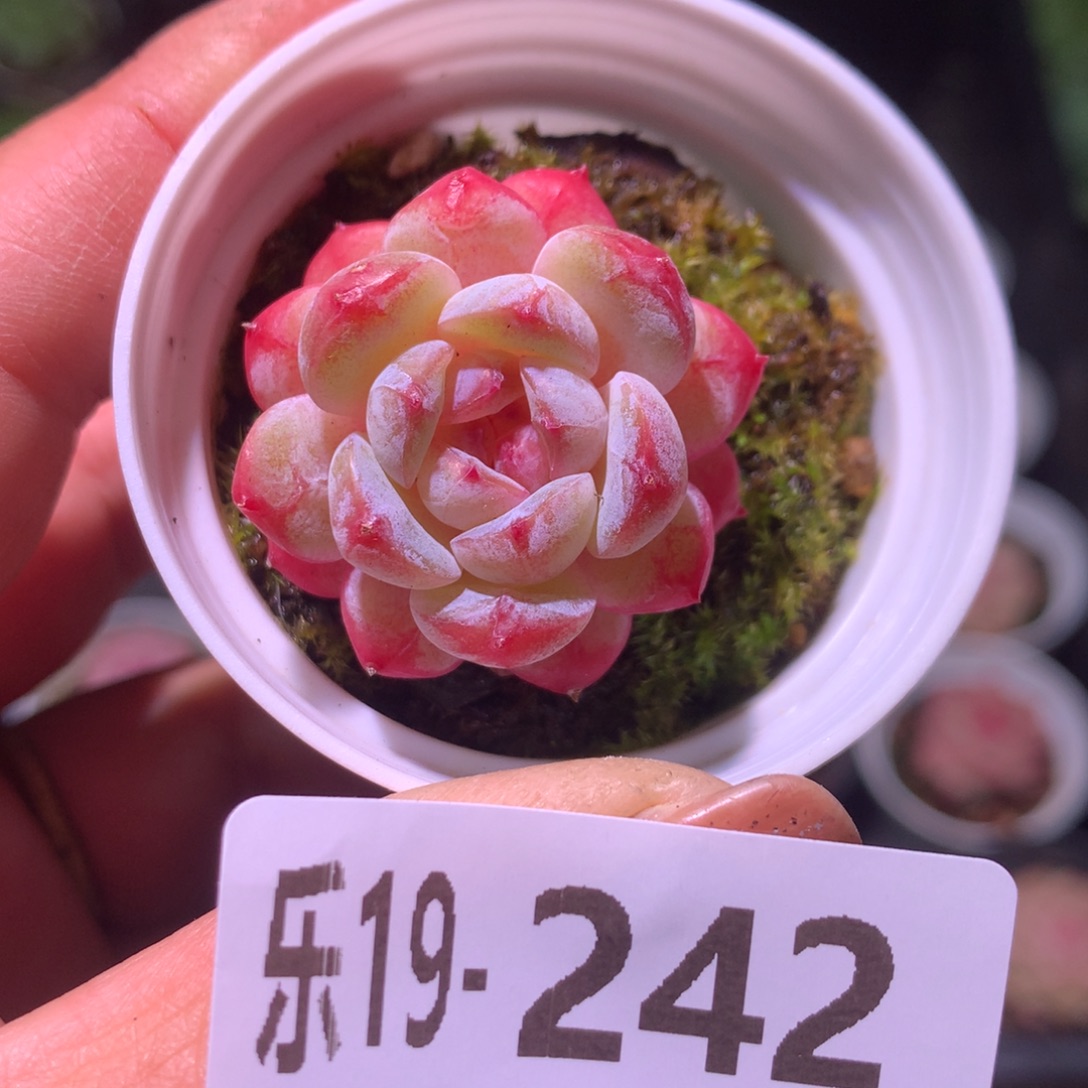 乐然19-242 雪颜玉 