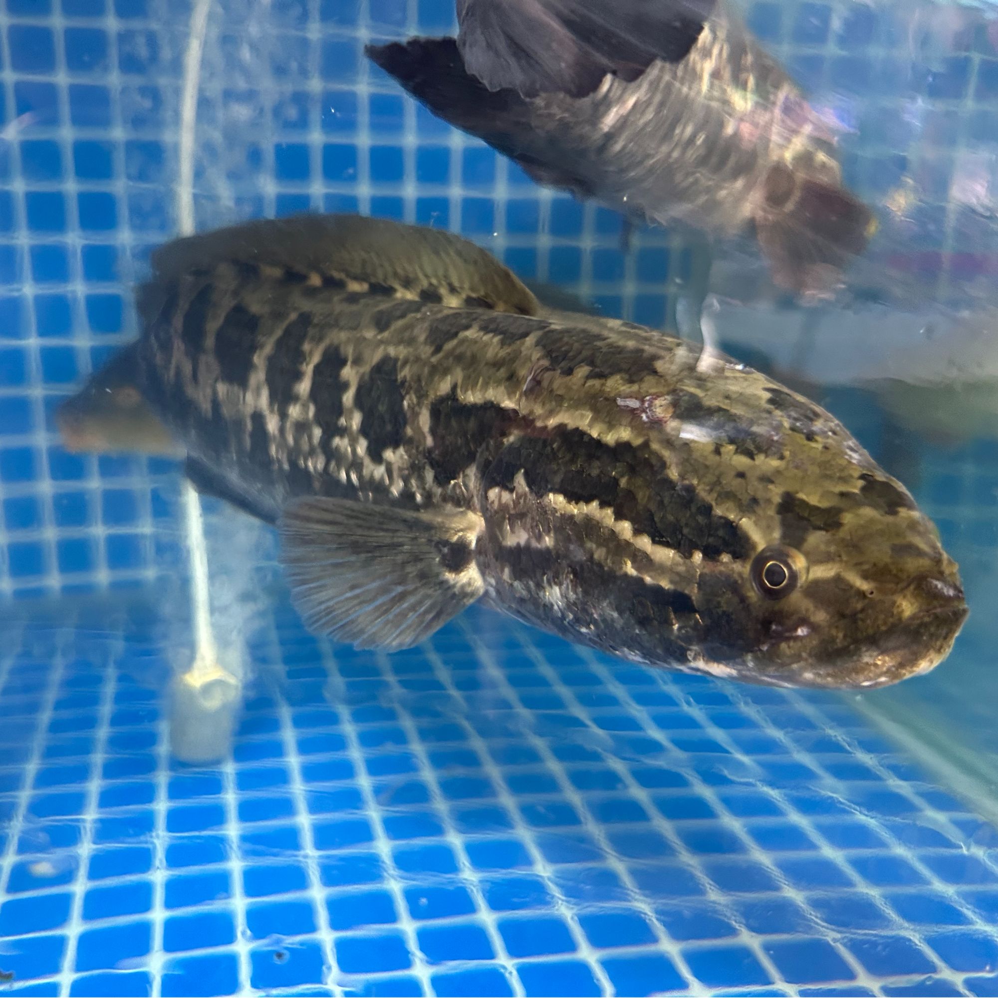 黑鱼【可切片】