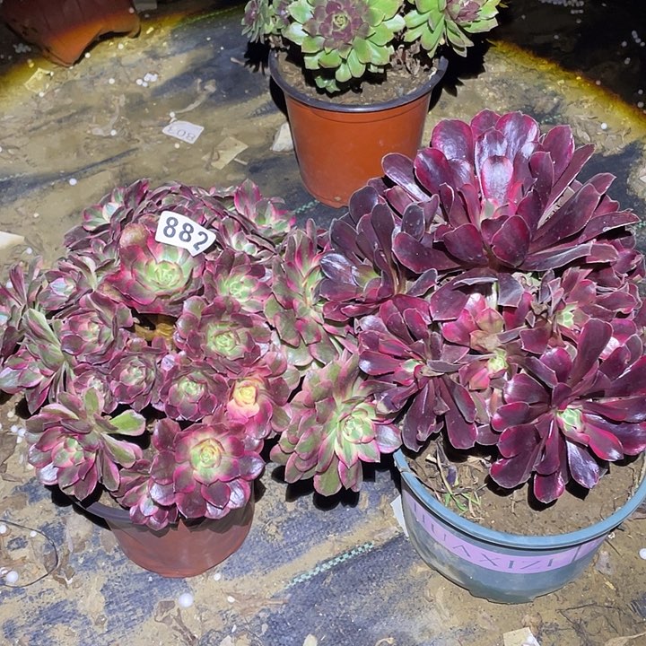 多肉植物断枝不包882云荷蒙娜丽莎