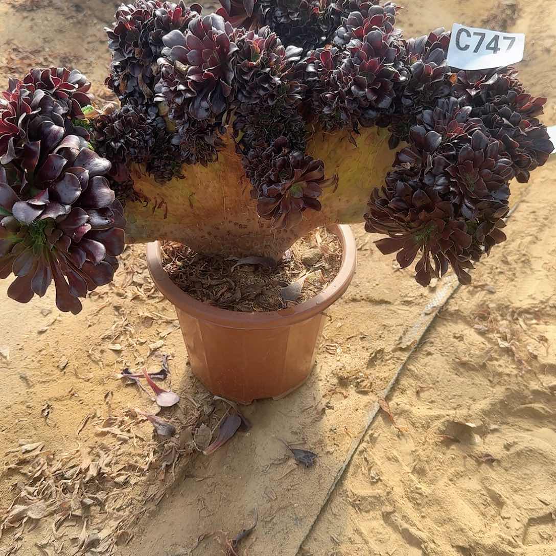 747欧紫一颗呀呀