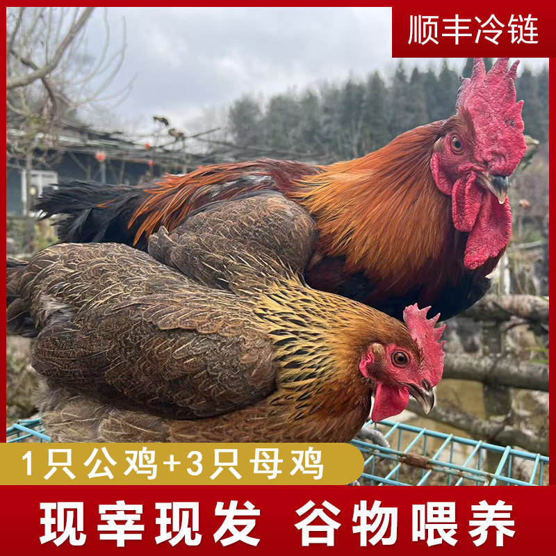 【农家土鸡】3只2年老母鸡+赠送1只大公鸡 4只毛重15-16斤净重4500g