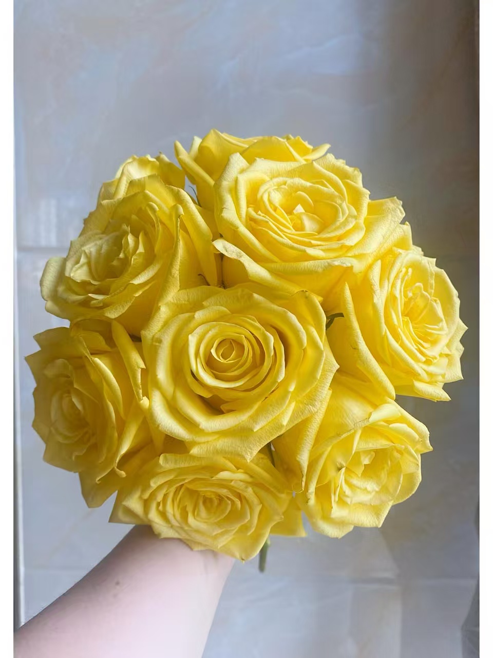 【买一送一】C级黄精灵玫瑰10支    云南基地鲜花    家养水养