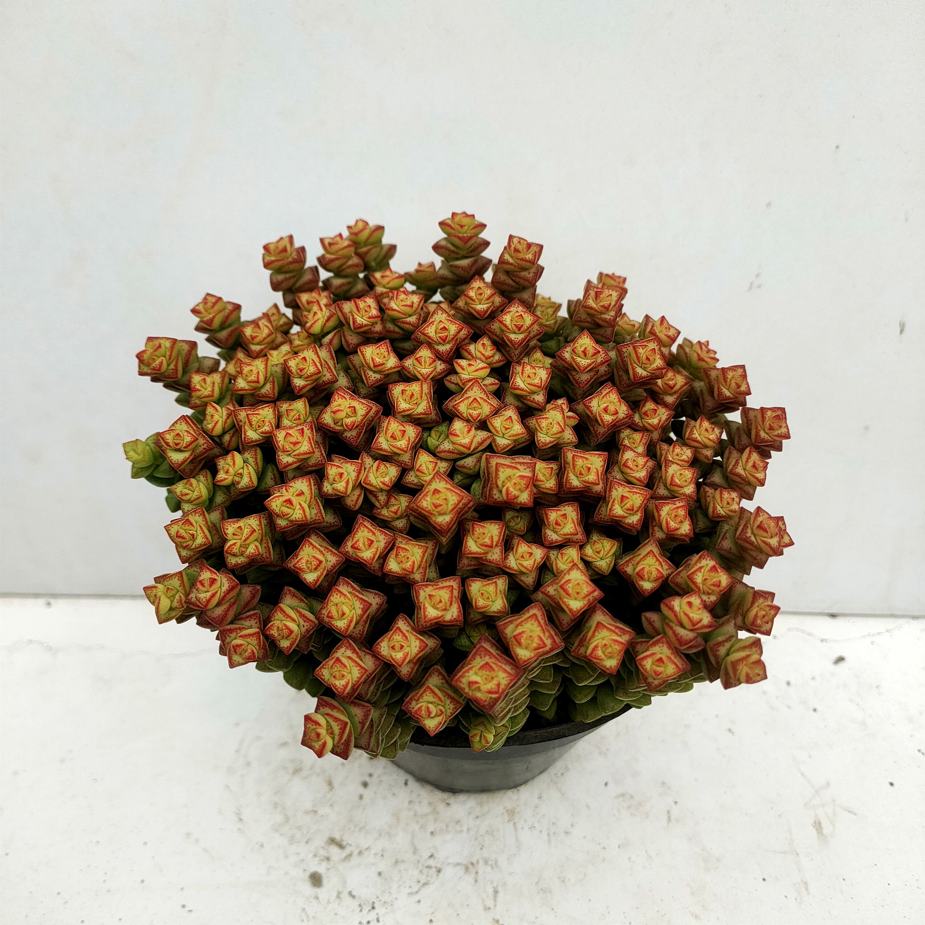 小米星 满20包邮 散群带盆土发货轻微掉头 长沙星昊多肉植物