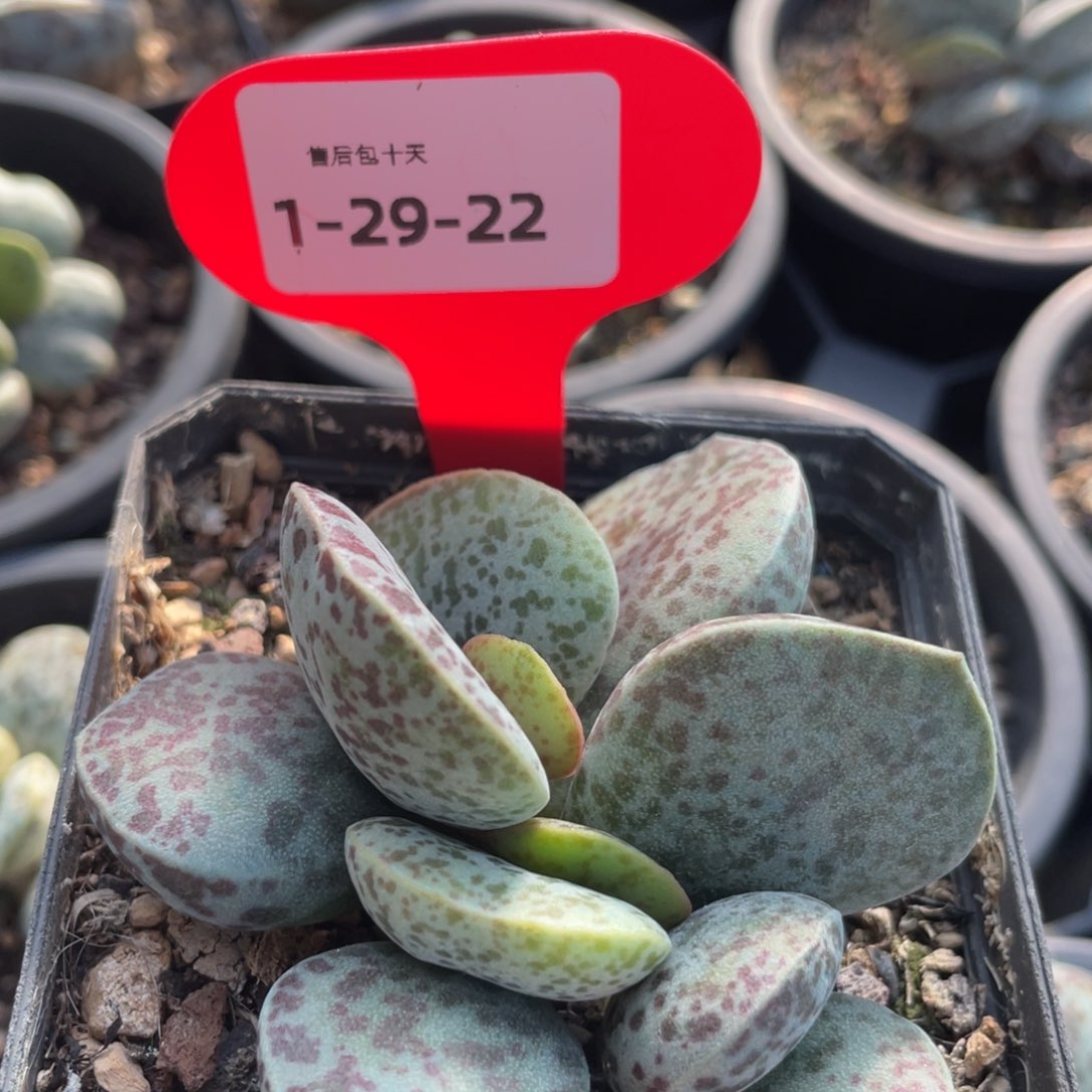       福利。    福利。 