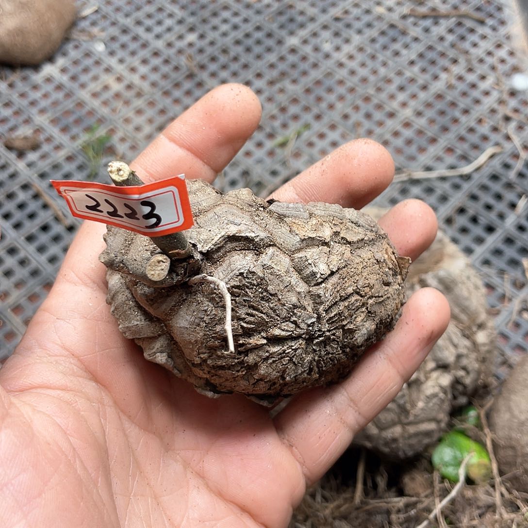 龟甲龙一物一拍2223号