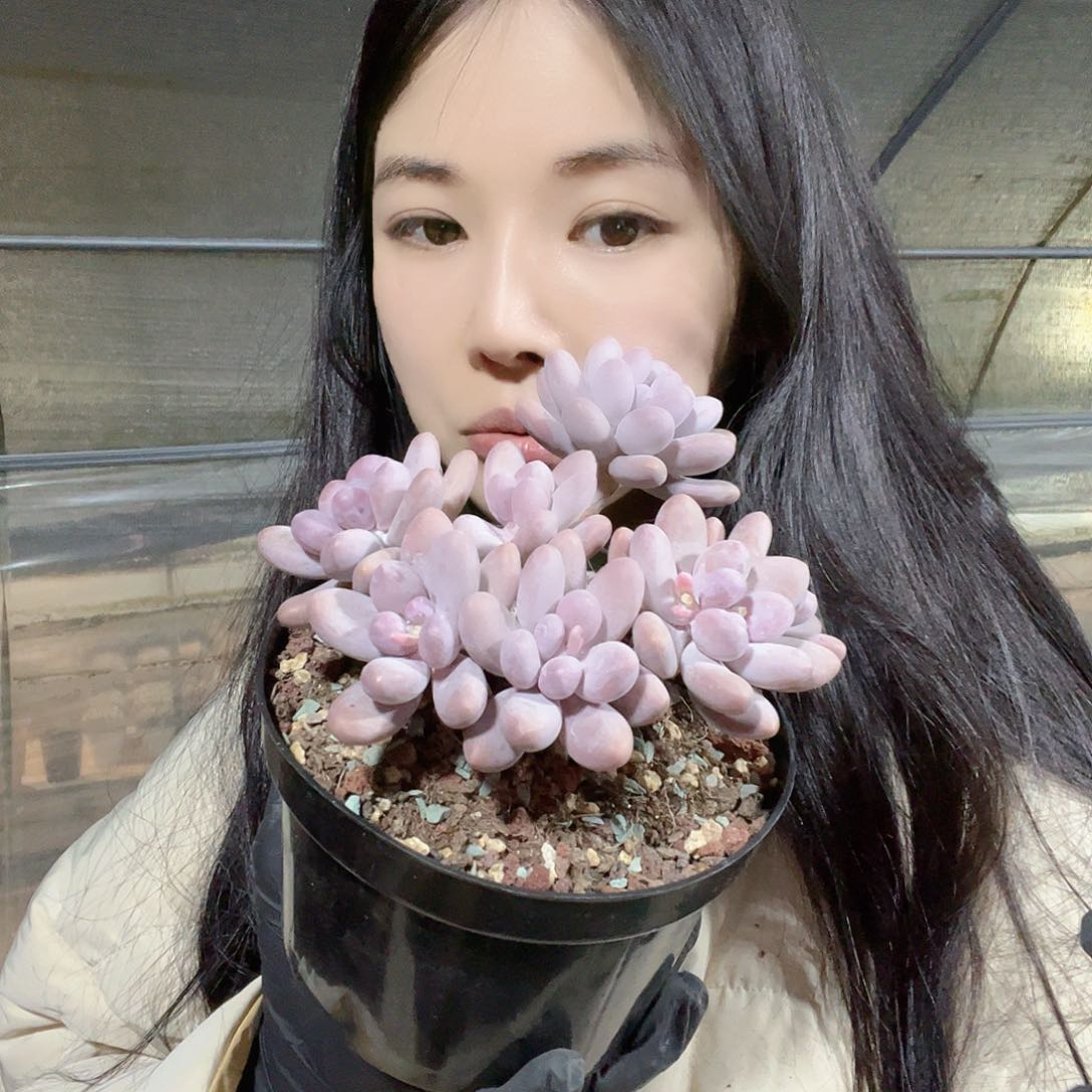 多肉植物一物一拍