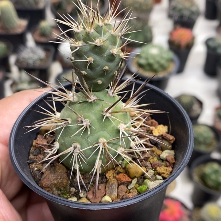 狂刺习志野特价福利