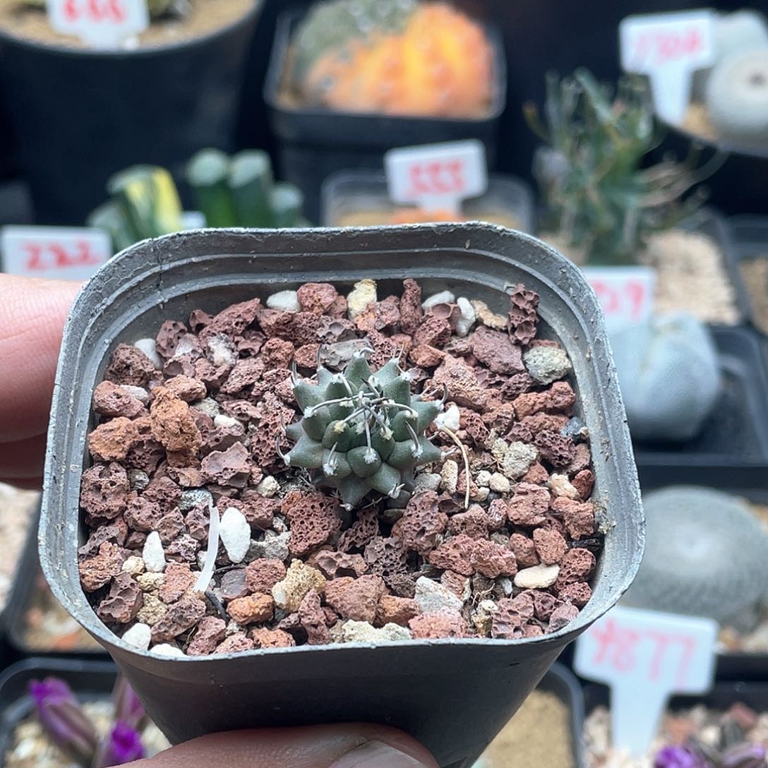 实生小尤安德森仙人球