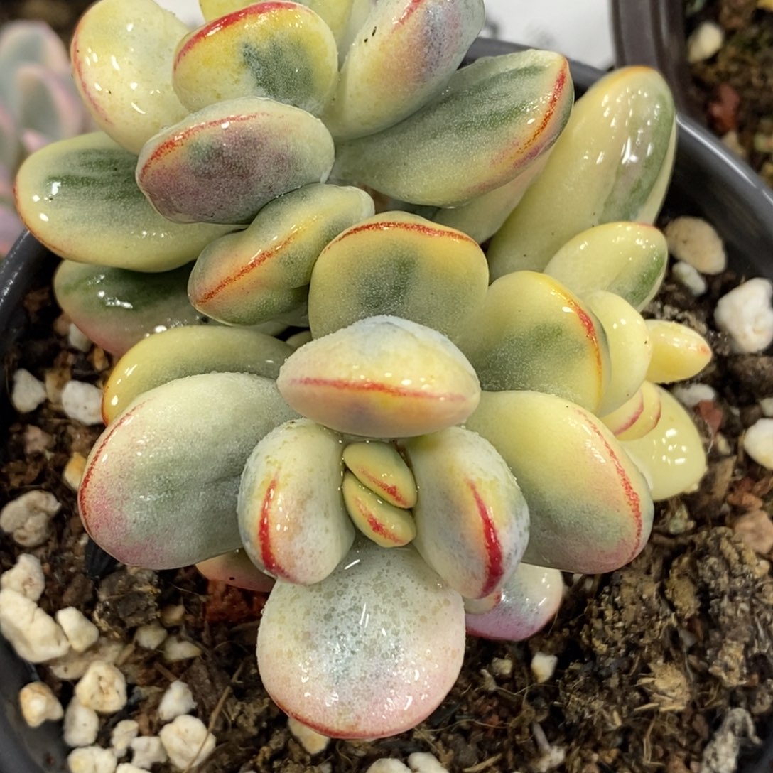 P****.811福娘锦有砍群生