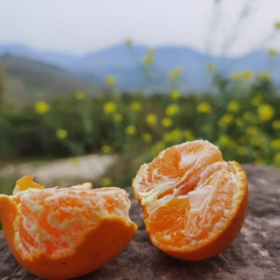 四川明日见-柑橘类的爱马仕（甜.细嫩 .水分足）自然熟5-10斤